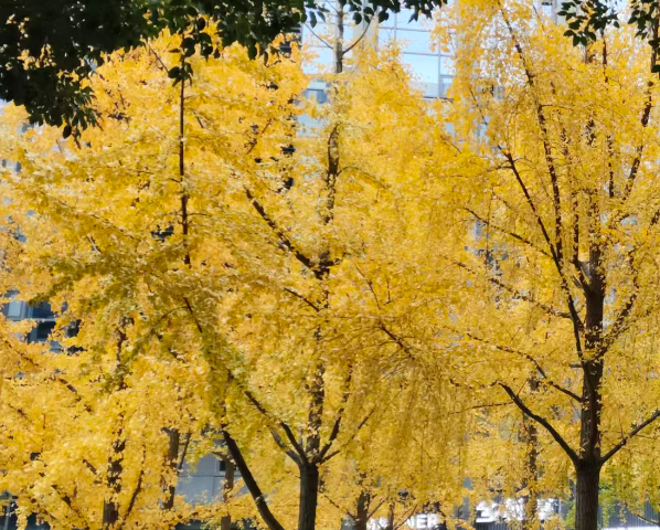 连云港东海：AI赋能晶心智办 智慧政务跑出高质量发展“加速度”