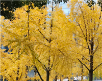 连云港东海：AI赋能晶心智办 智慧政务跑出高质量发展“加速度”